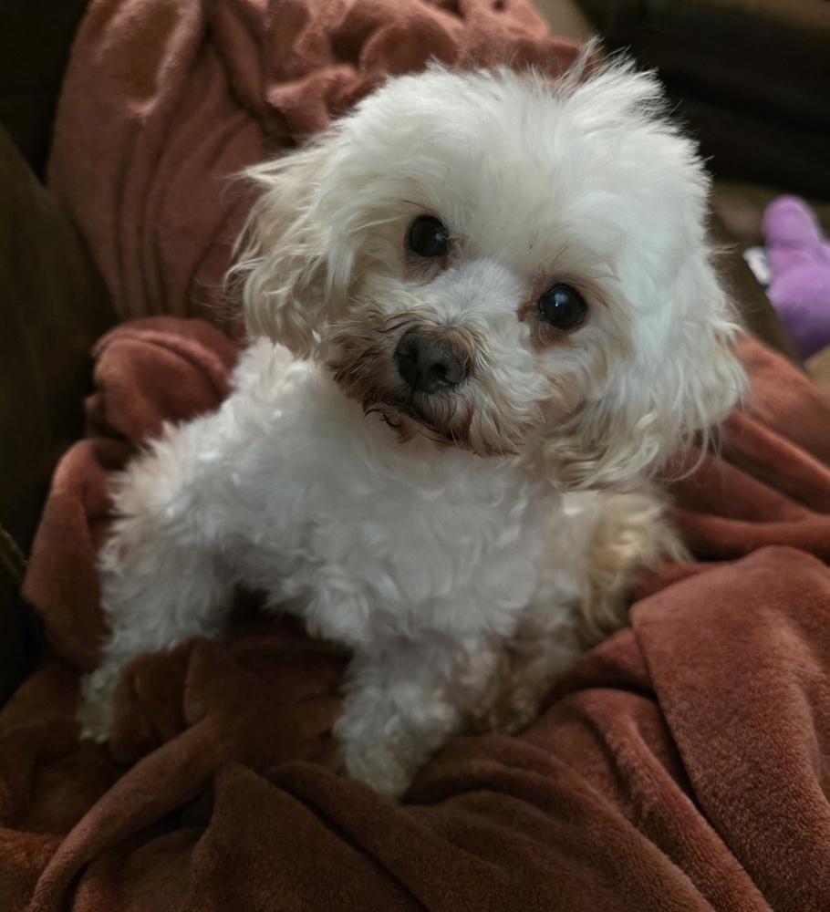 Maltipoo- Cane, Adoptable, Adult Male Maltese & Poodle.