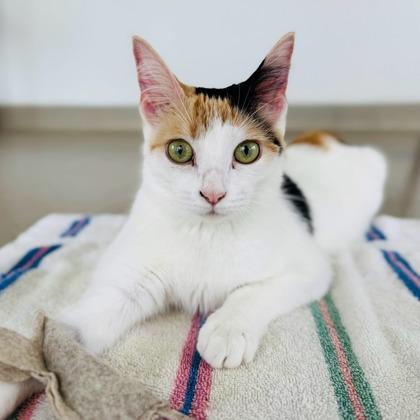 Princess Peach, Adoptable, Adult Female Domestic Short Hair & Domestic Short Hair.