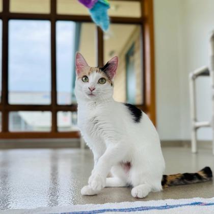 Enlarge Princess Peach, a Adoptable mixed breed in Traverse City, MI image 2/3