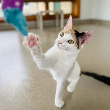 Enlarge Princess Peach, a Adoptable mixed breed in Traverse City, MI image 3/3