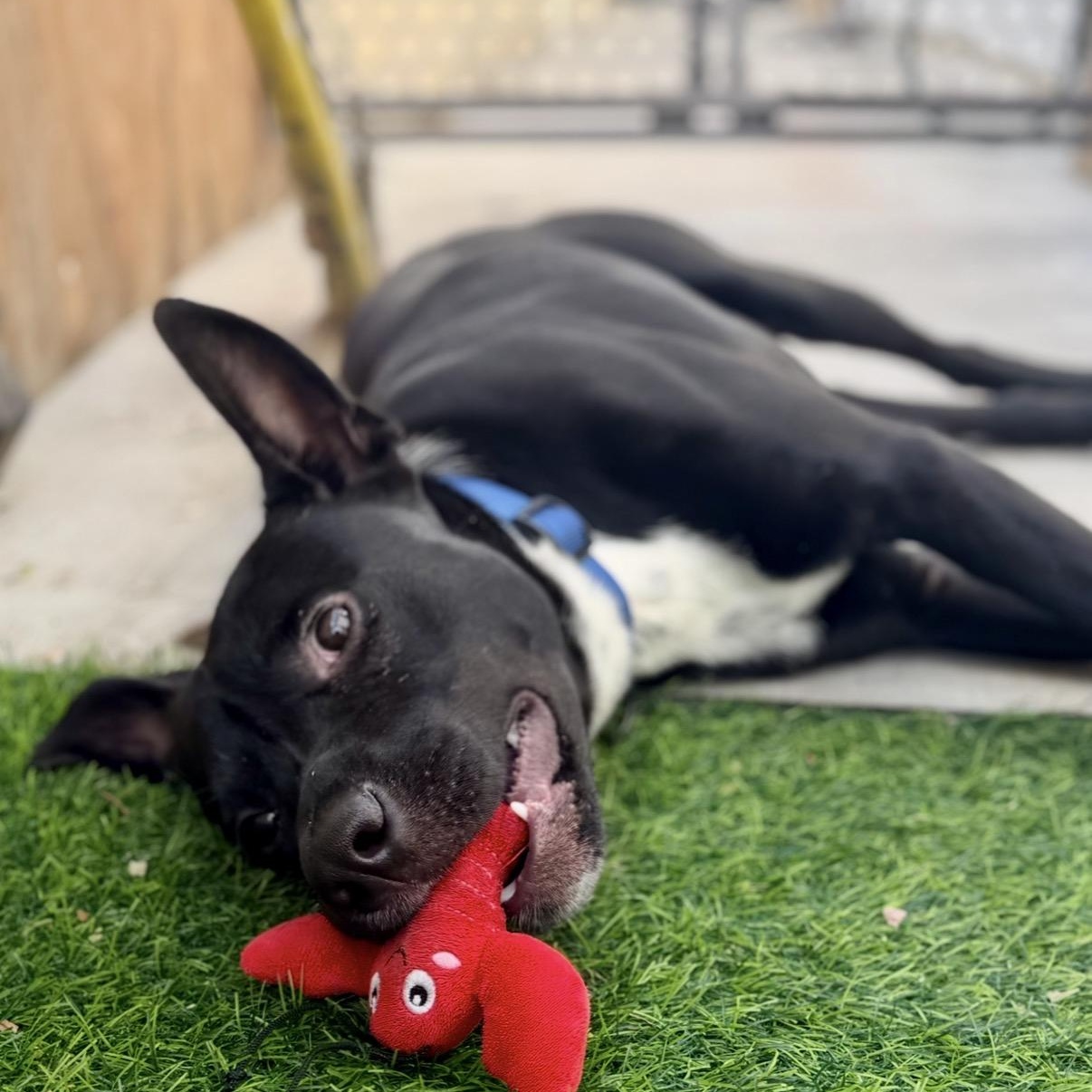 Enlarge Goose, a Adoptable mixed breed in Westlake Village, CA image 4/6