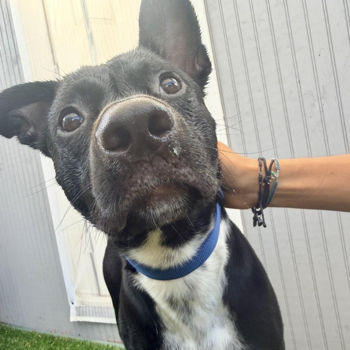 Enlarge Goose, a Adoptable mixed breed in Westlake Village, CA image 2/6