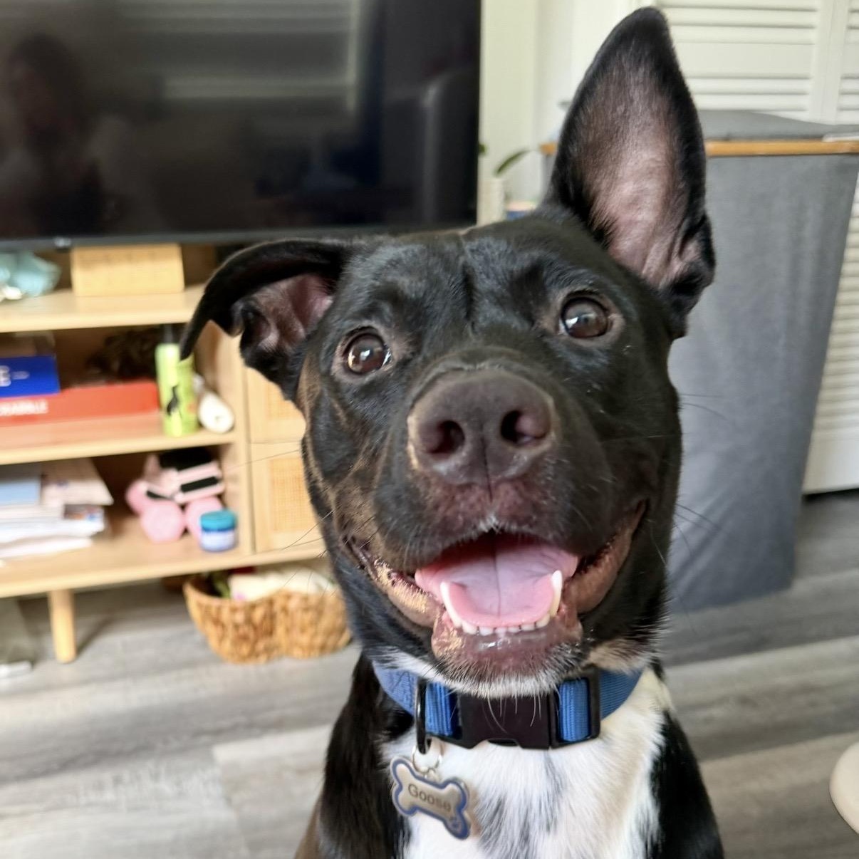 Enlarge Goose, a Adoptable mixed breed in Westlake Village, CA image 1/6