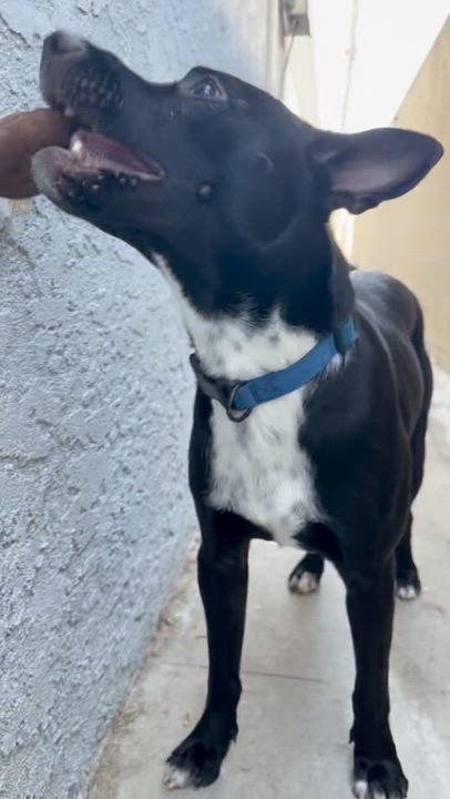 Enlarge Goose, a Adoptable mixed breed in Westlake Village, CA video 6/6