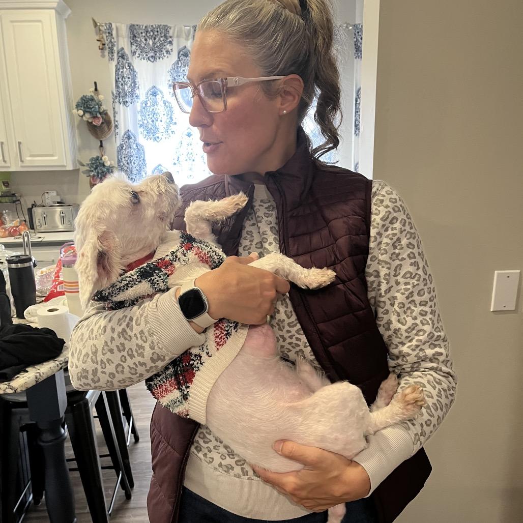 Benny, Adoptable, Senior Male Maltese.