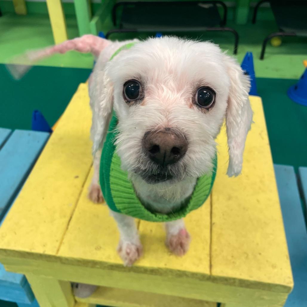 Benny, Adoptable, Senior Male Maltese.