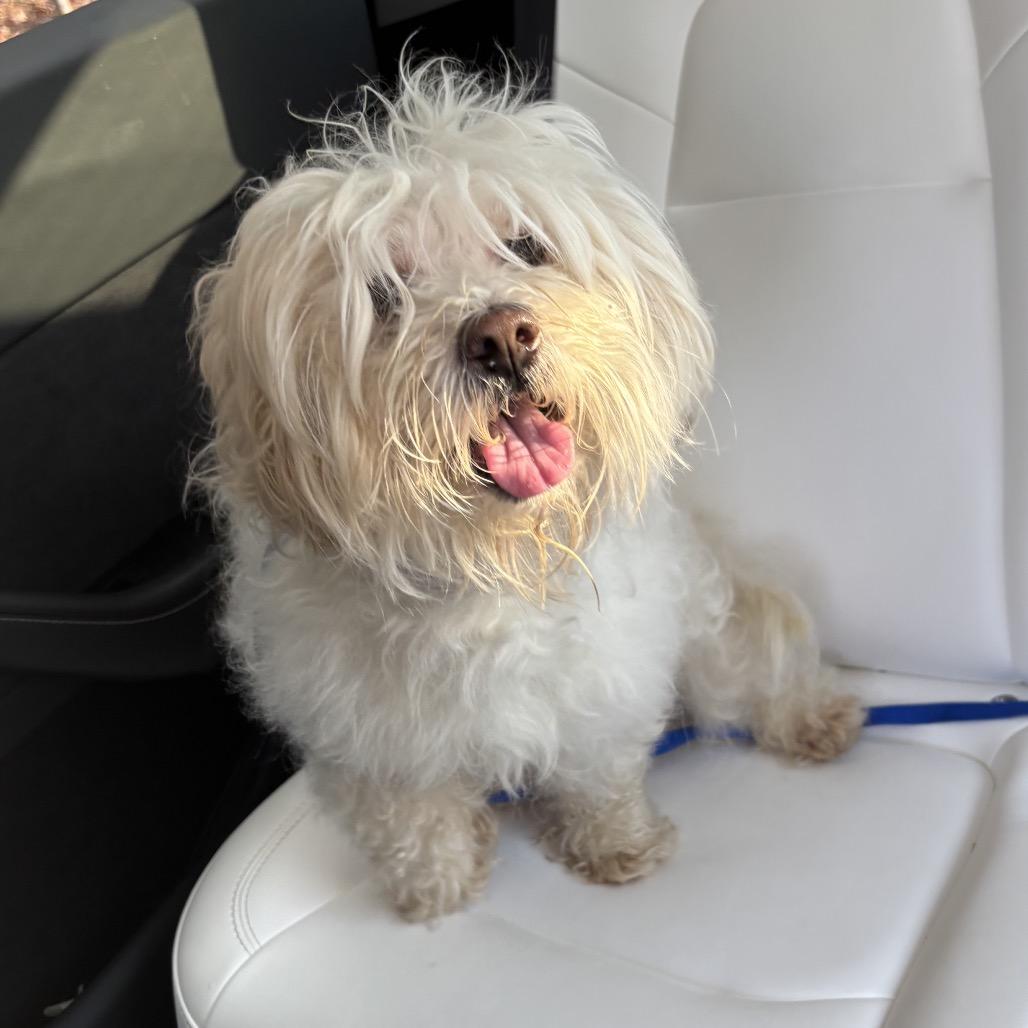 Enlarge Benny, a Adoptable Maltese in Austell, GA image 2/6