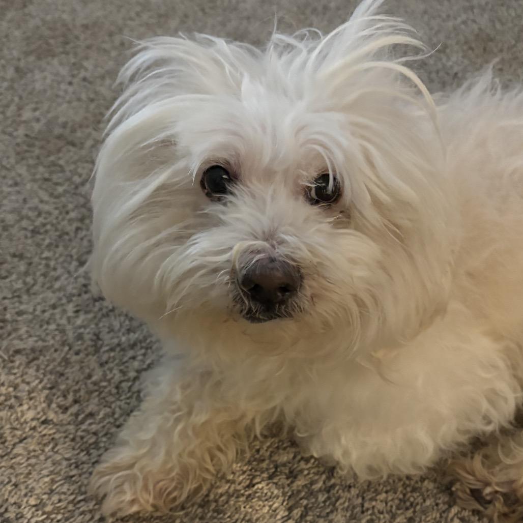 Enlarge Benny, a Adoptable Maltese in Austell, GA image 3/6