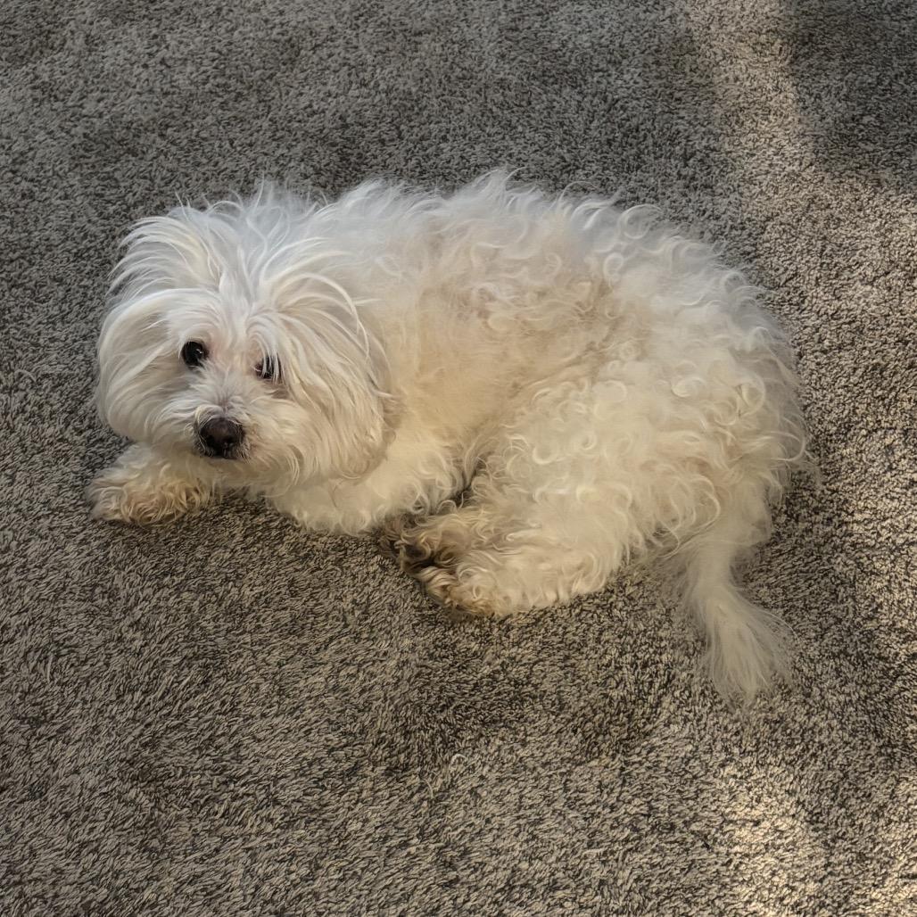 Enlarge Benny, a Adoptable Maltese in Austell, GA image 4/6