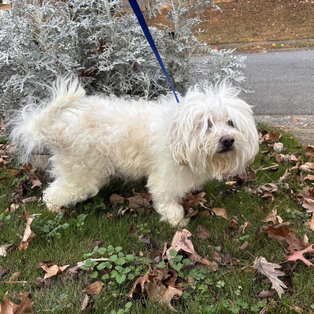 Enlarge Benny, a Adoptable Maltese in Austell, GA image 5/6