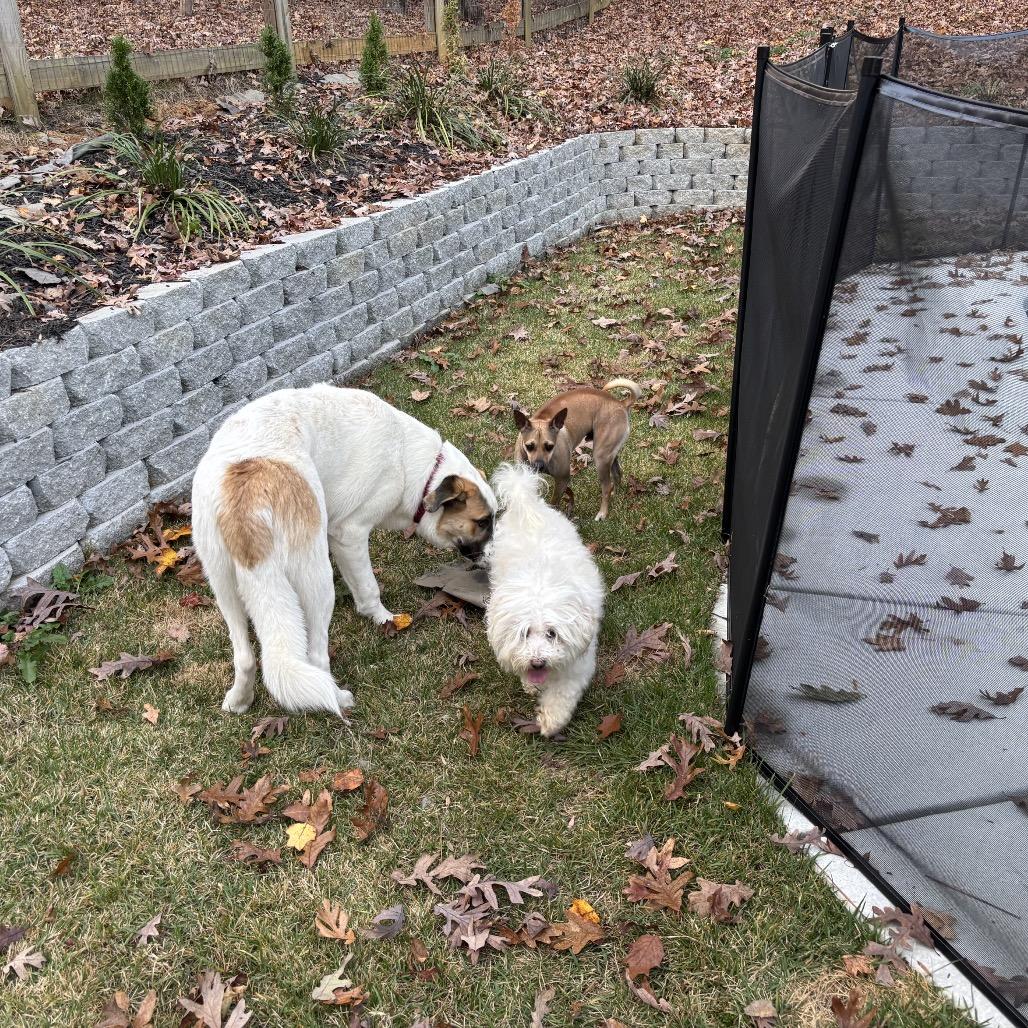 Enlarge Benny, a Adoptable Maltese in Austell, GA image 6/6