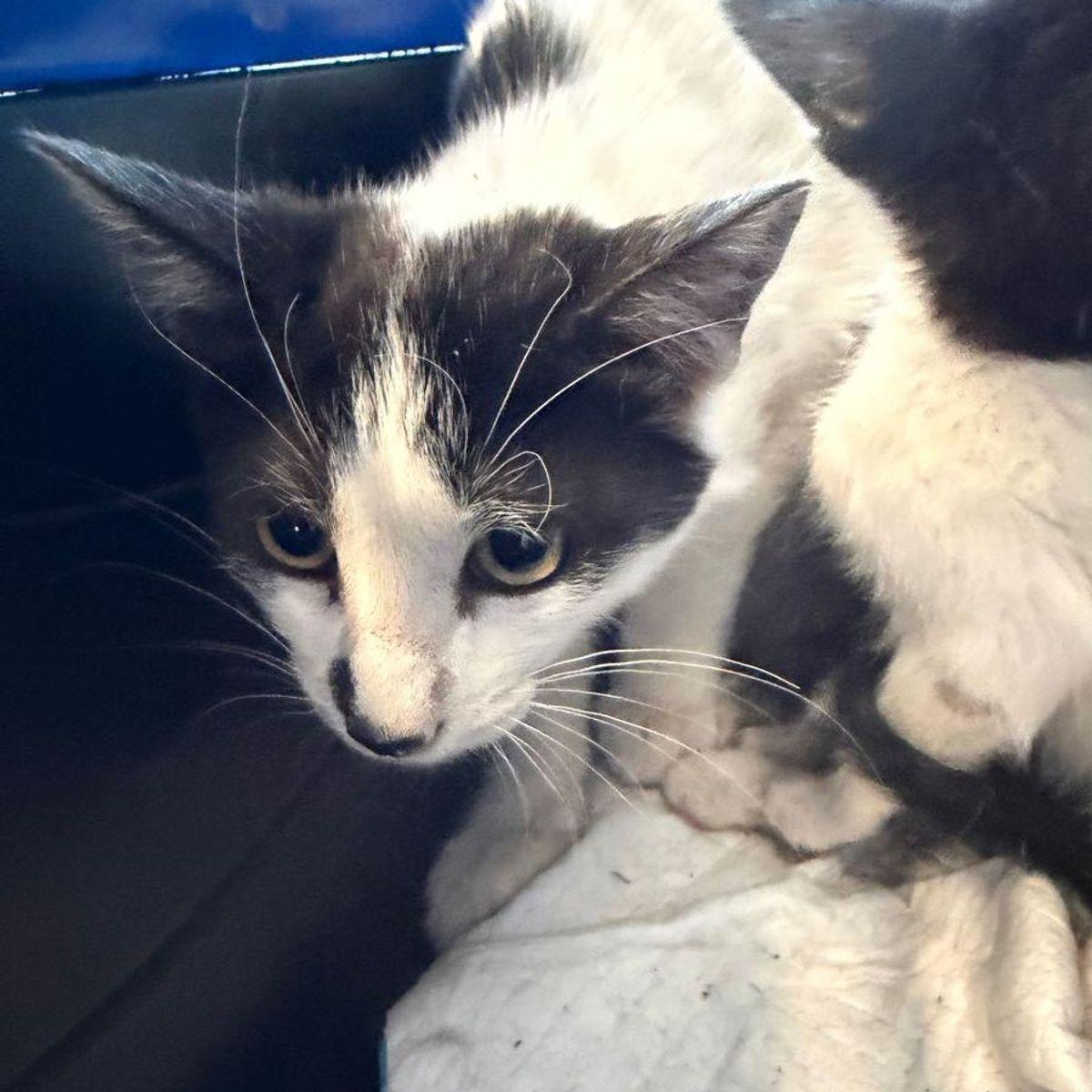 Enlarge Willow, a Adoptable Domestic Short Hair in Kingman, AZ image 1/1