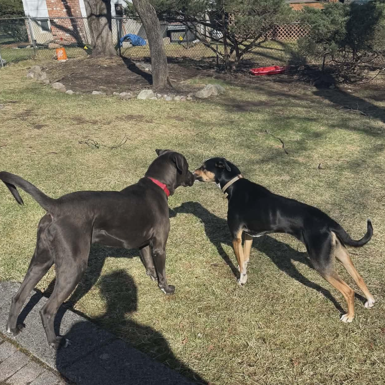 Enlarge Alexa (Foster or Adopter Needed!), a Adoptable mixed breed in Westwood, NJ image 3/6