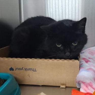 Enlarge Cleocatra, a Adoptable Domestic Short Hair in Russellville, KY image 1/1