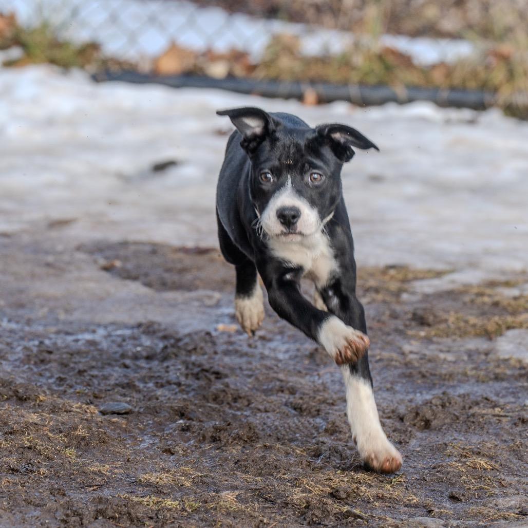 Enlarge Merry, a Adoptable mixed breed in Pawling, NY image 1/6