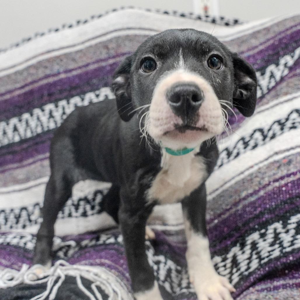 Enlarge Merry, a Adoptable mixed breed in Pawling, NY image 2/6