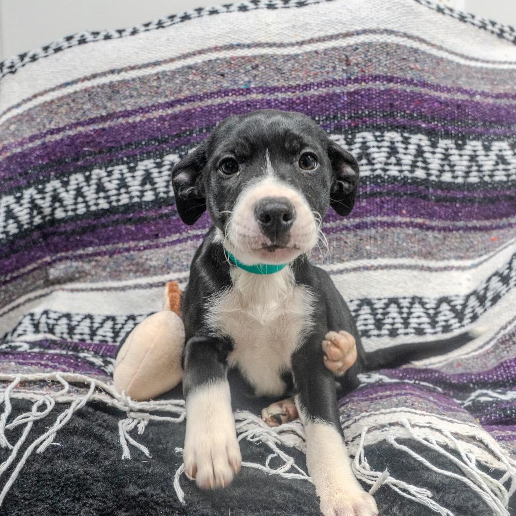 Enlarge Merry, a Adoptable mixed breed in Pawling, NY image 4/6