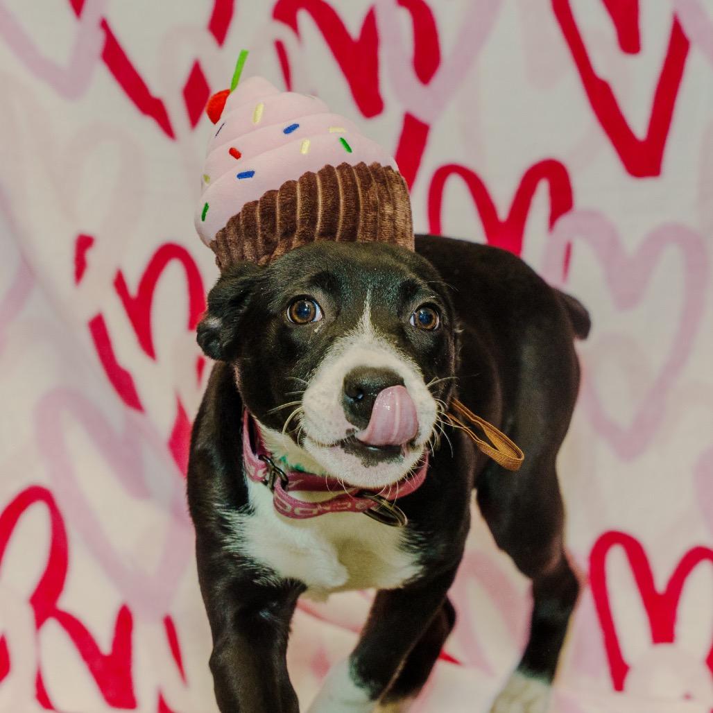 Enlarge Merry, a Adoptable mixed breed in Pawling, NY image 5/6