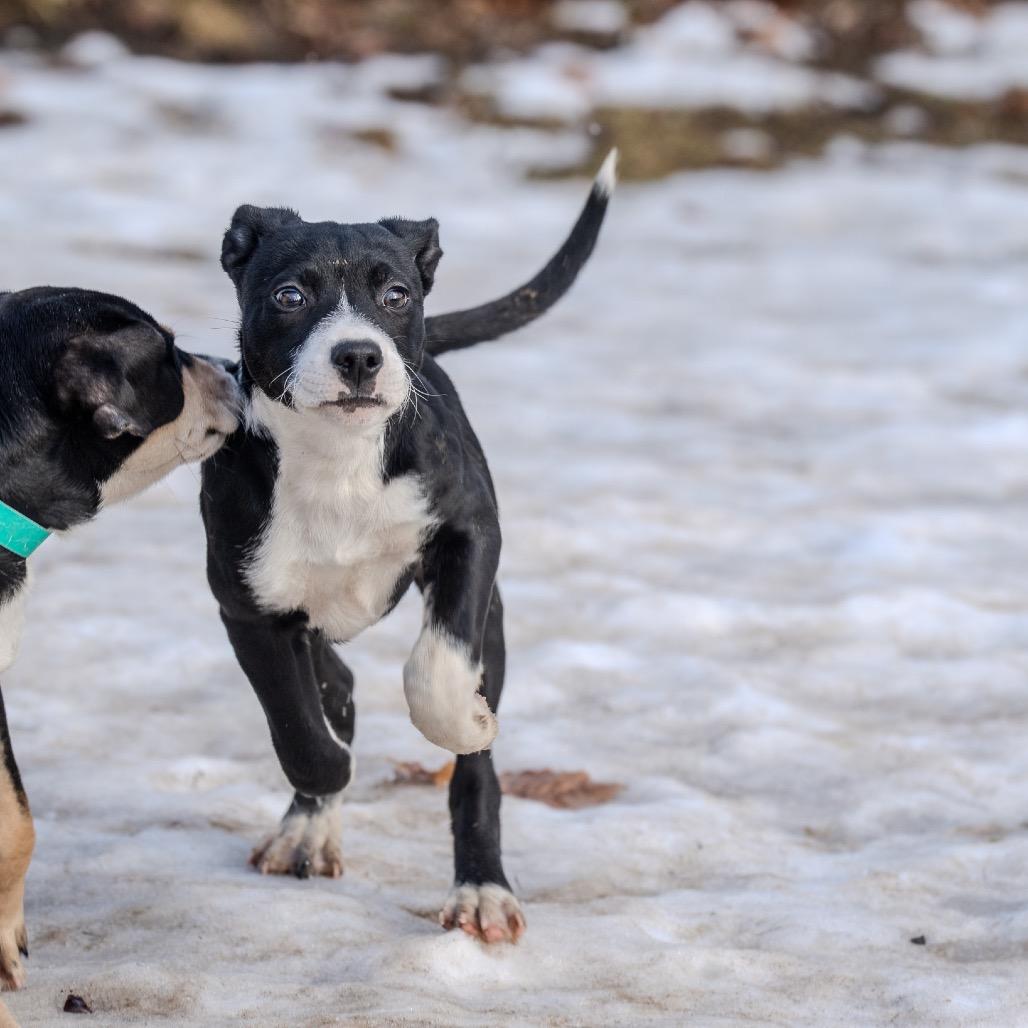 Enlarge Merry, a Adoptable mixed breed in Pawling, NY image 6/6