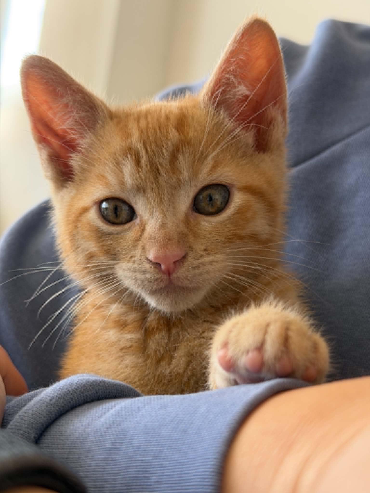 Hunter - bonded to Oriana, Adoptable, Kitten Male American Shorthair & Domestic Short Hair.