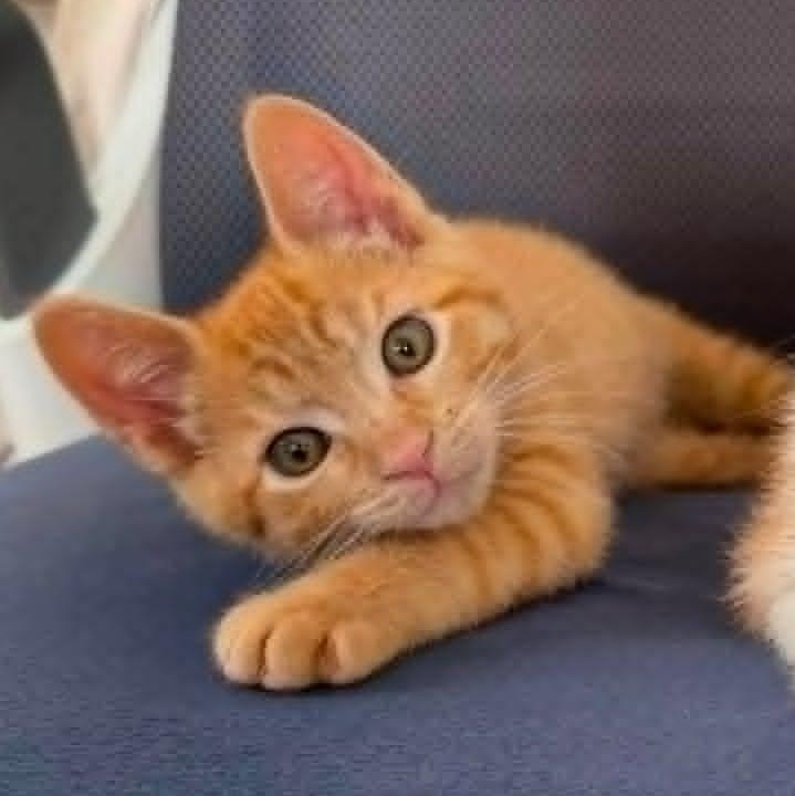 Hunter, Adoptable, Young Male Domestic Short Hair.