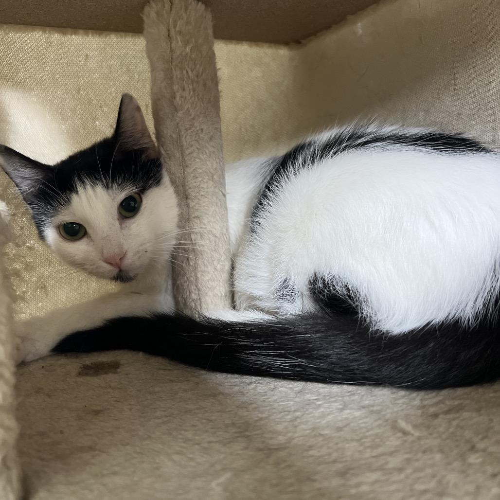 Enlarge Oreo, a Adoptable Domestic Medium Hair in Rock Falls, IL image 1/1