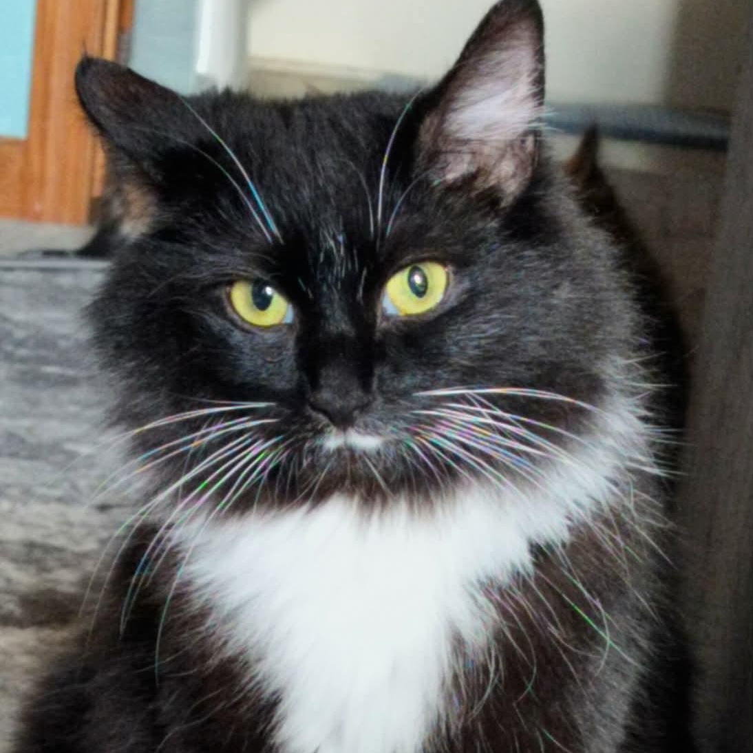 Enlarge Nami, a ADOPTABLE Domestic Long Hair in Battle Creek, MI image 1/1