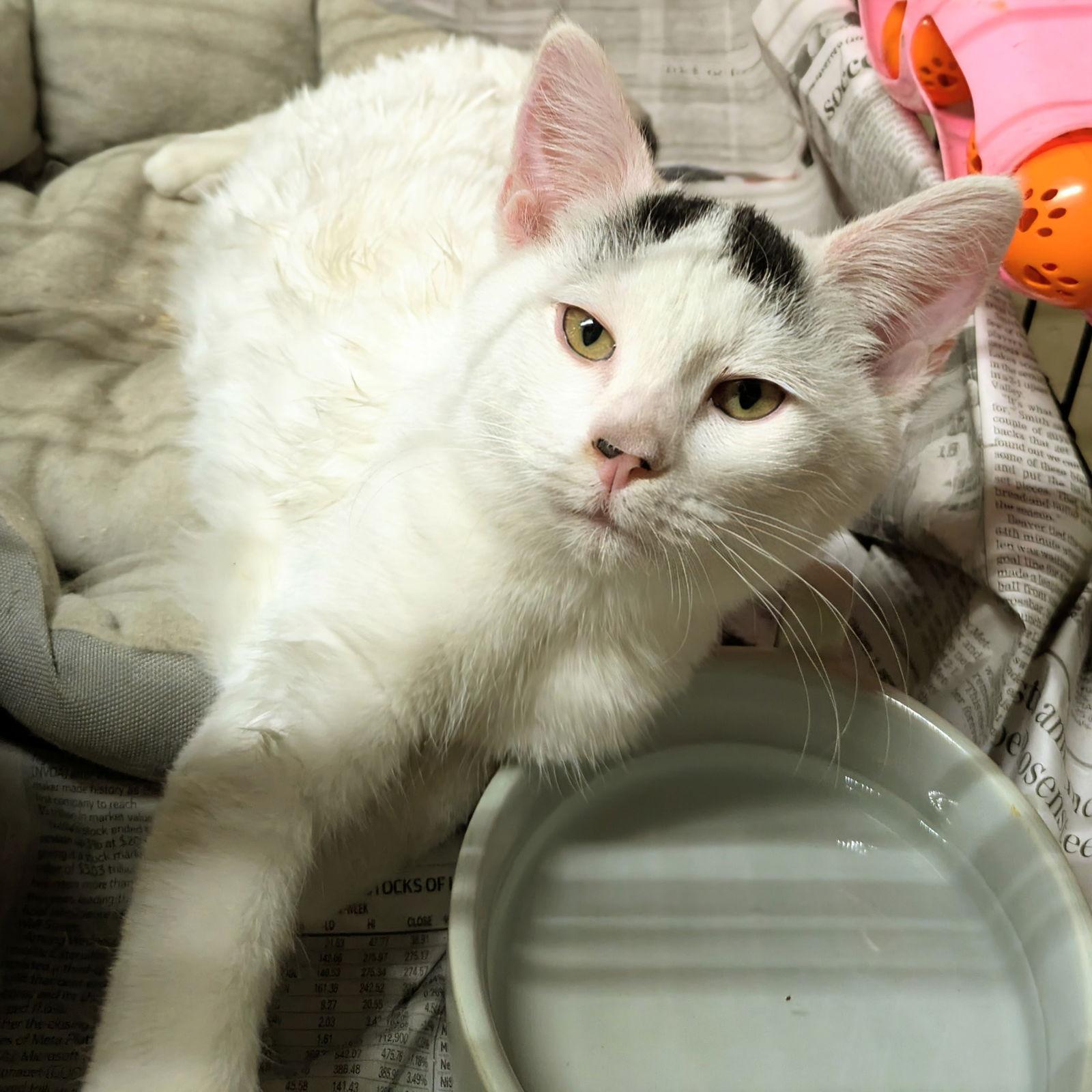 Mike, Adopted, Young Male Domestic Short Hair.