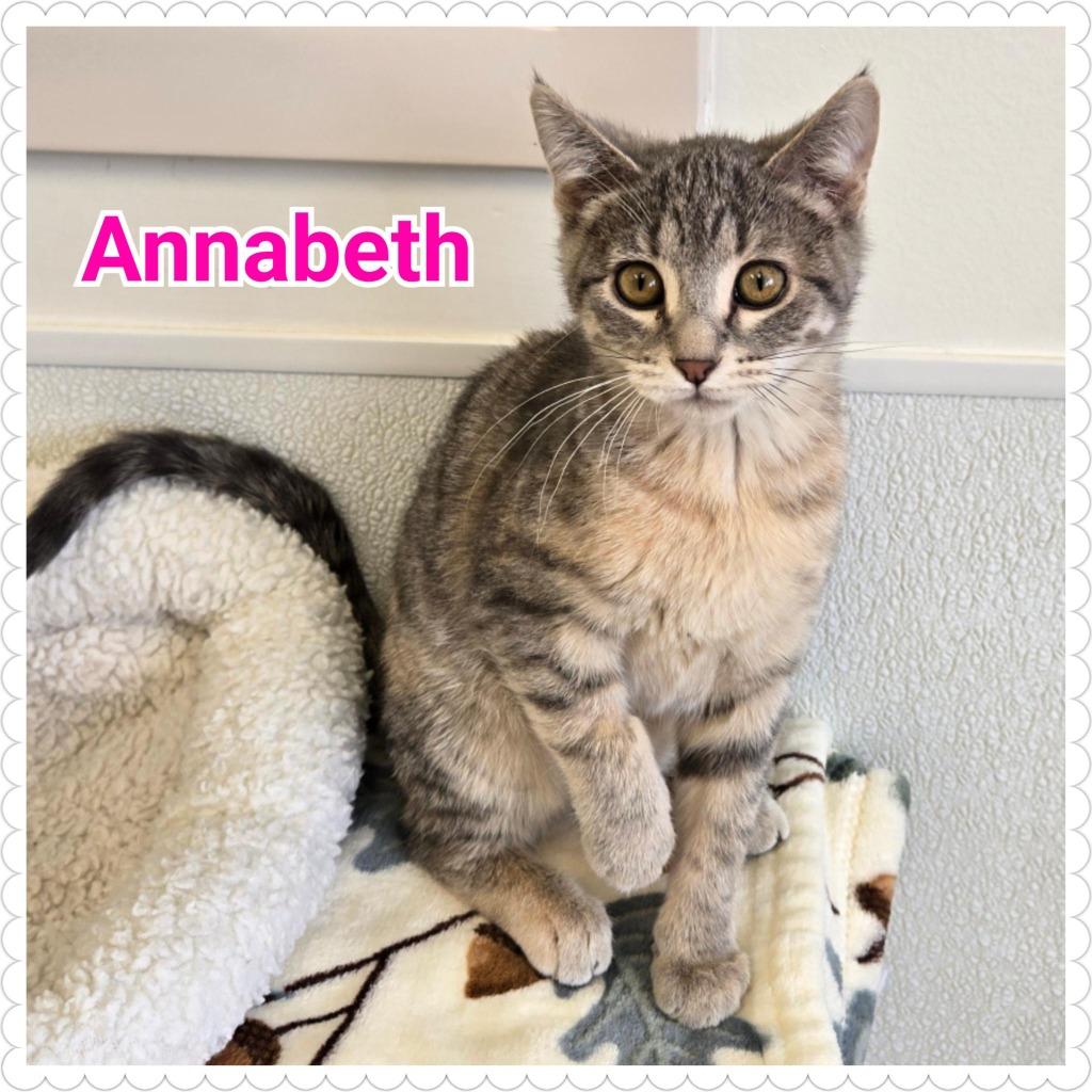 Annabeth, Adopted, Kitten Female Domestic Short Hair.