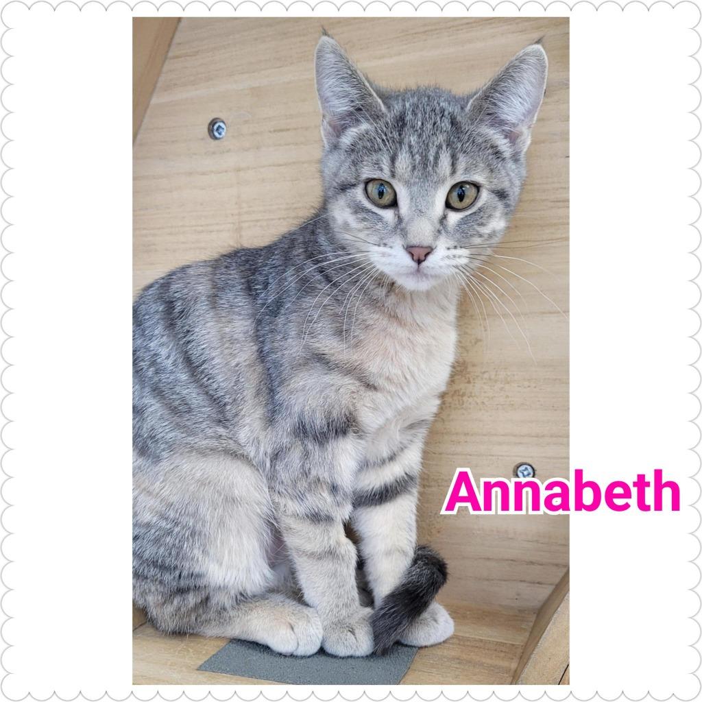 Enlarge Annabeth, a Adopted mixed breed in North Saint Paul, MN image 2/2