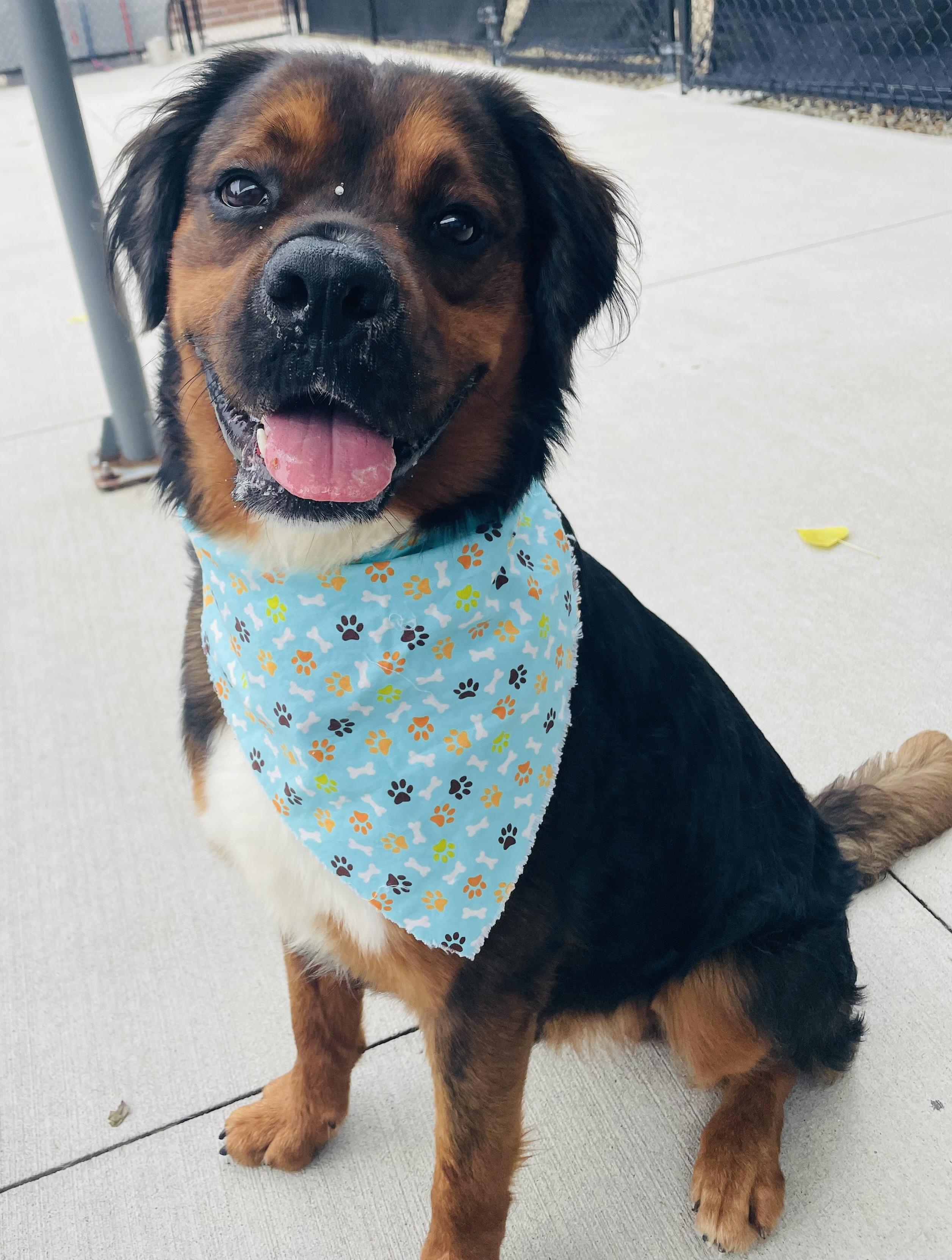 Enlarge Merle, a Adoptable mixed breed in Eighty Four, PA image 1/1