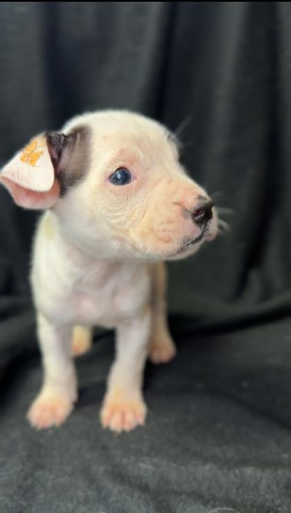 Flurry, Adoptable, Young Male American Bulldog & Mixed Breed.