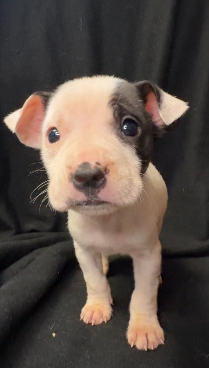 Flurry, a Adoptable mixed breed in Lawrenceville, GA image 2/3
