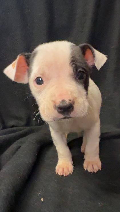 Flurry, a Adoptable mixed breed in Lawrenceville, GA image 3/3