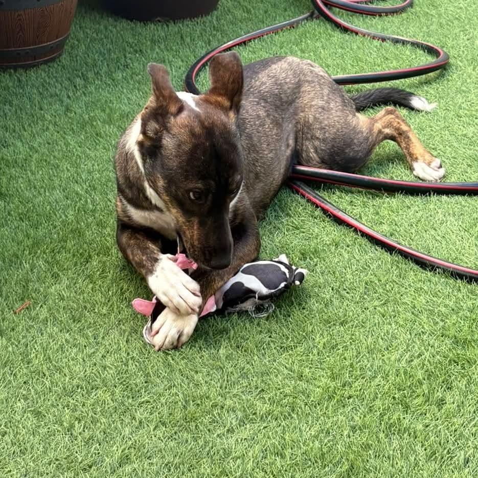 Gloria, a ADOPTABLE mixed breed in Tijuana, BCN image 2/3