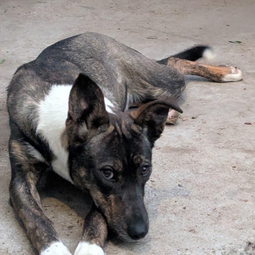 Gloria, a ADOPTABLE mixed breed in Tijuana, BCN image 3/3