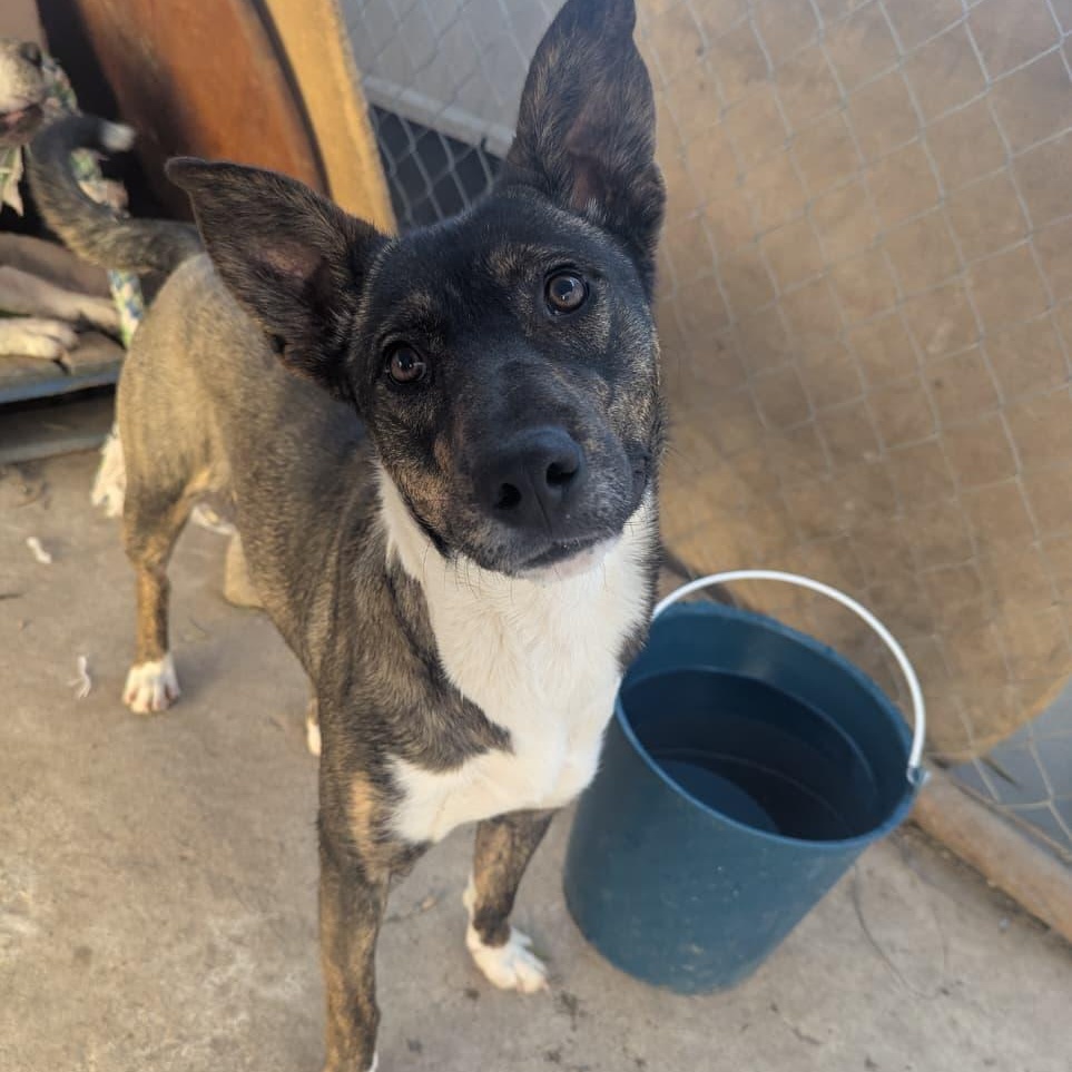 Gloria, ADOPTABLE, Young Female Husky & Boxer.