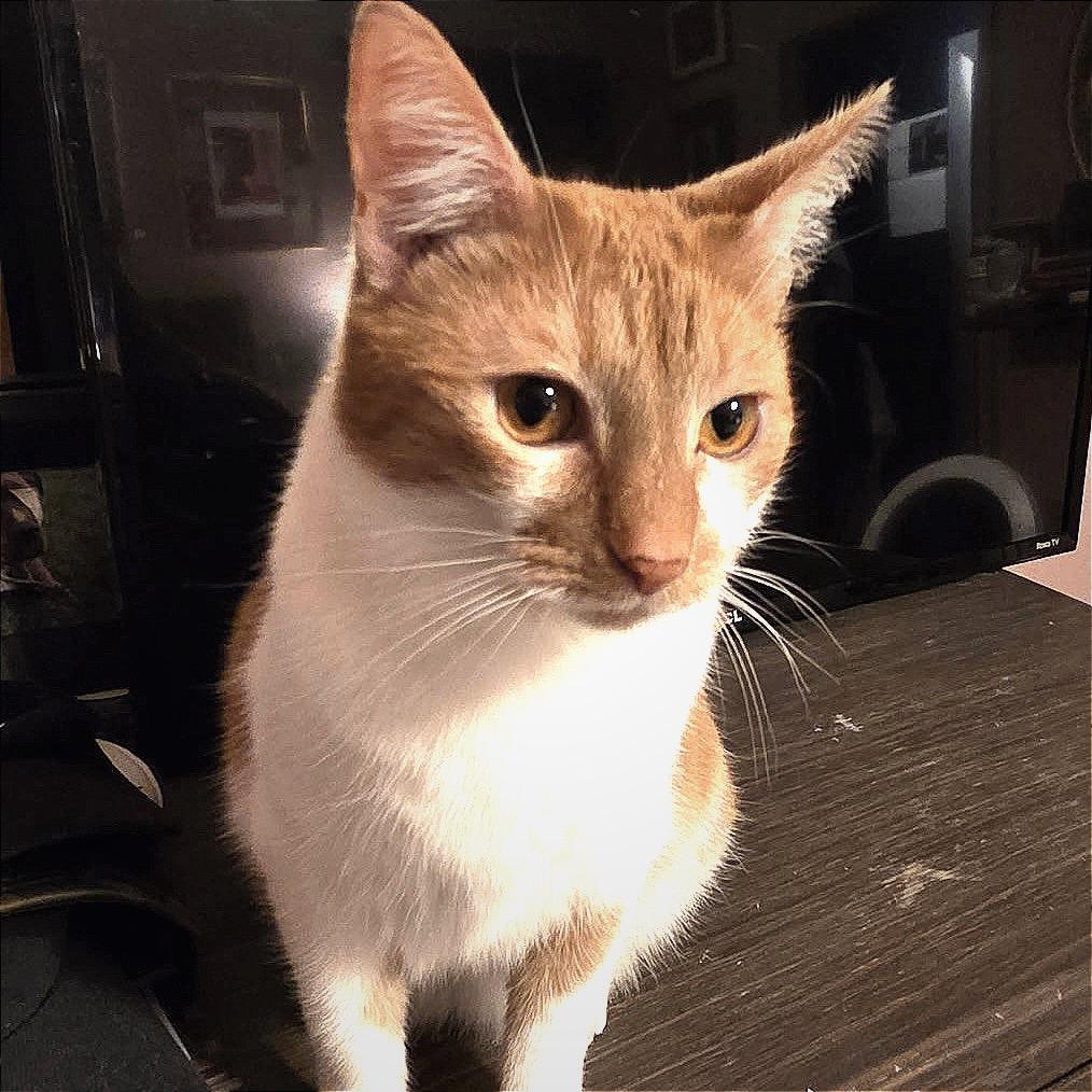 Donna, Adoptable, Adult Female Domestic Short Hair & Domestic Short Hair.