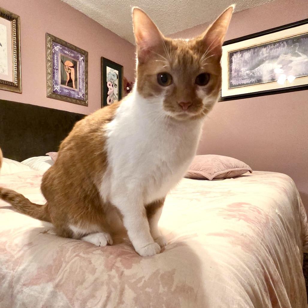 Donna, Adoptable, Adult Female Domestic Short Hair.