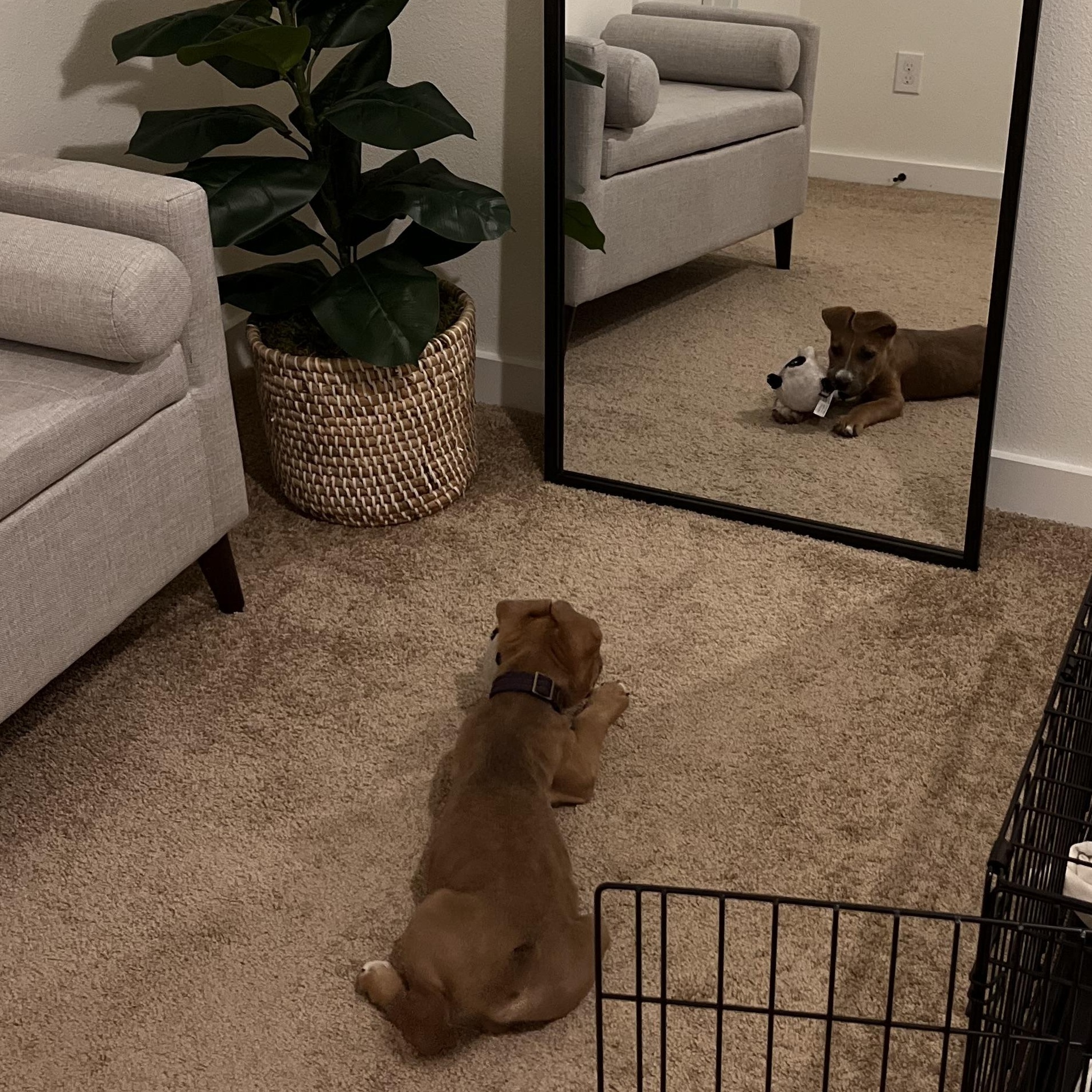 Moose — thumbnail 3