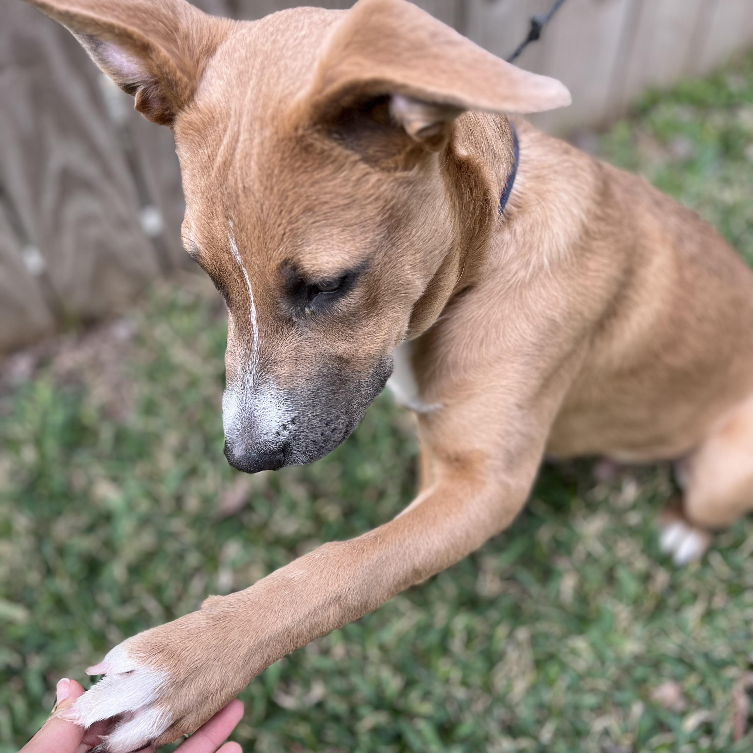 Moose — thumbnail 6