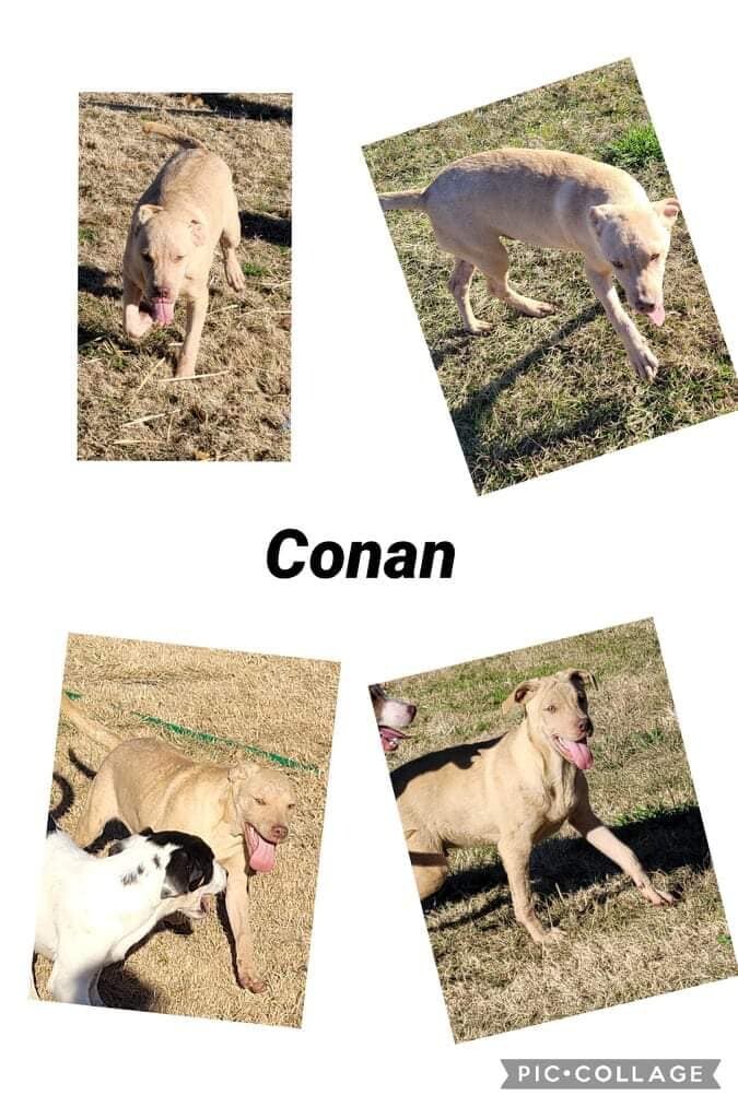Conan, Adoptable, Adult Male Hound & Pit Bull Terrier.