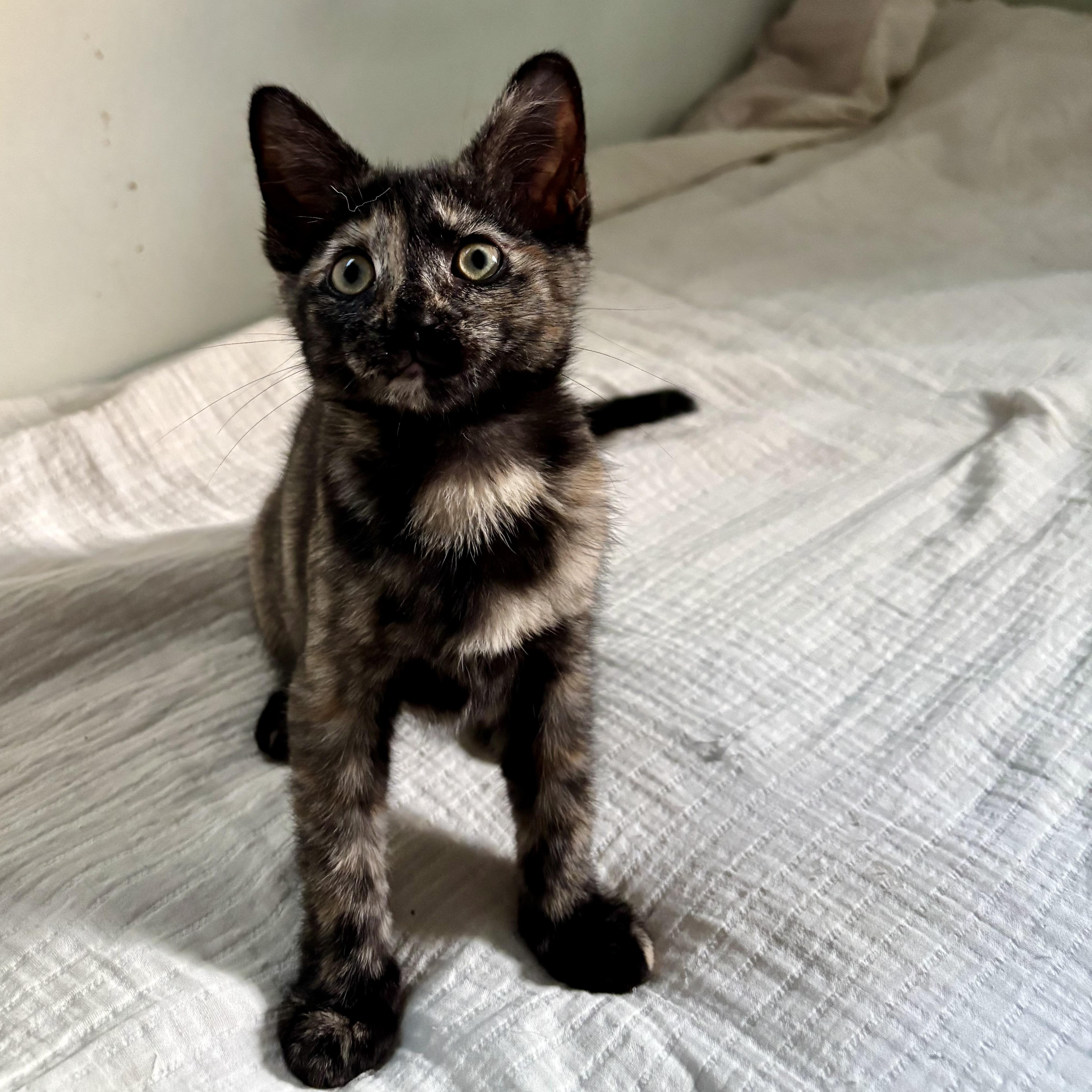 Poppy, Baby Female unknown