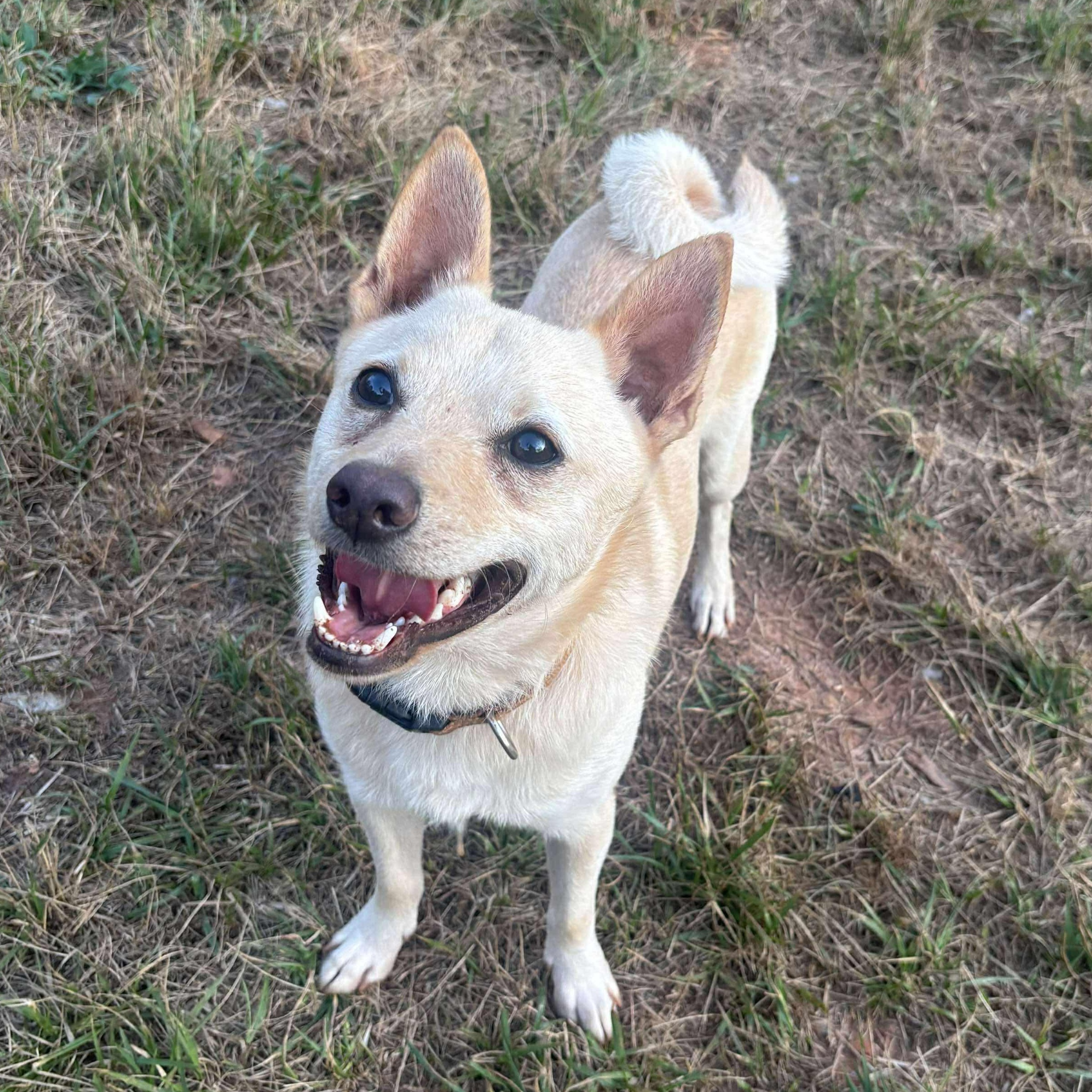 Butters, an adoptable Pomeranian, Chihuahua in Gaffney, SC, 29341 | Photo Image 8