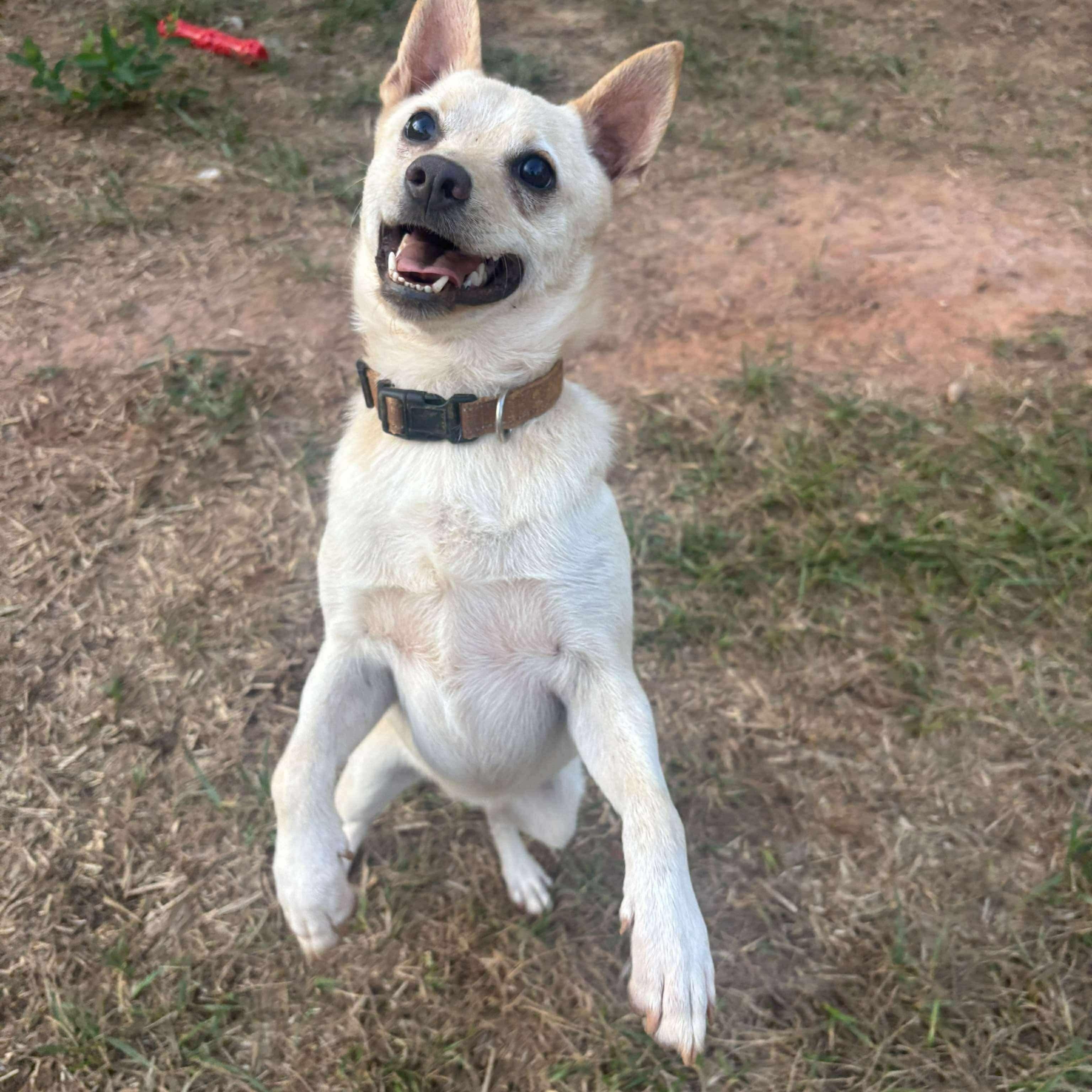 Butters, an adoptable Pomeranian, Chihuahua in Gaffney, SC, 29341 | Photo Image 4