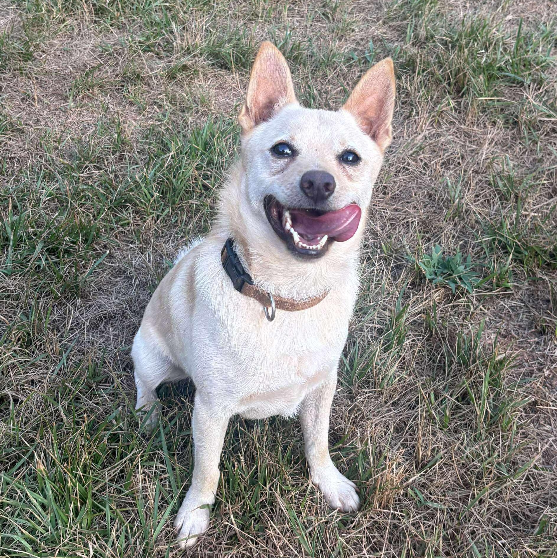 Butters, an adoptable Pomeranian, Chihuahua in Gaffney, SC, 29341 | Photo Image 2