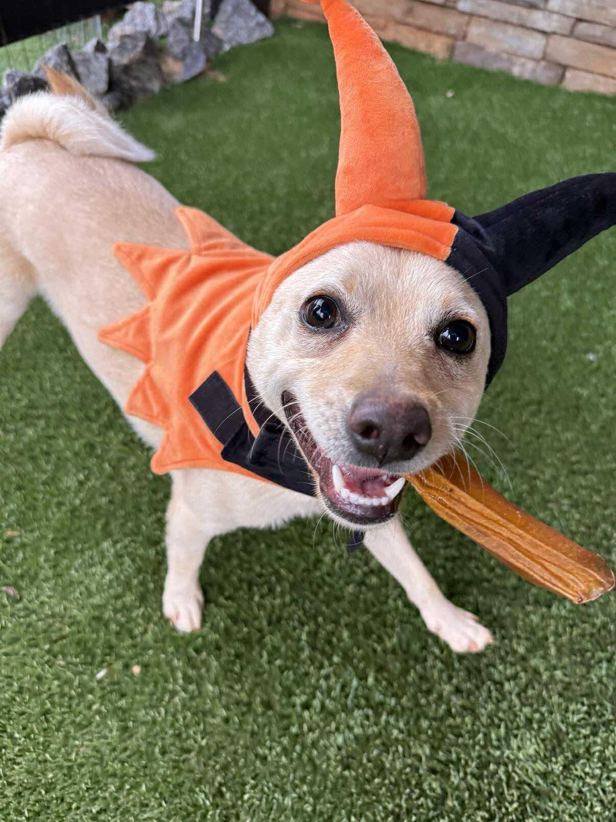 Butters, an adoptable Pomeranian, Chihuahua in Gaffney, SC, 29341 | Photo Image 1