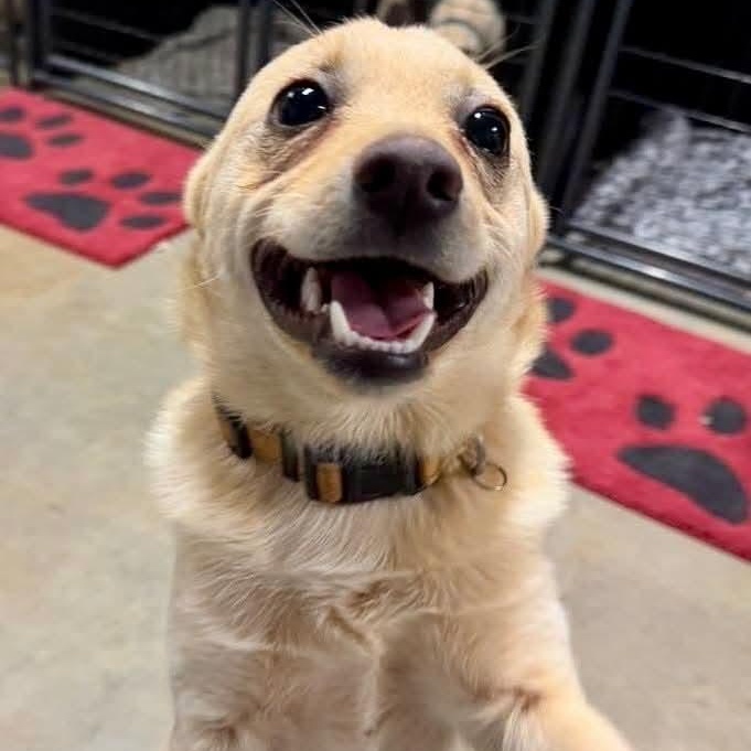Butters, an adoptable Pomeranian, Chihuahua in Gaffney, SC, 29341 | Photo Image 6
