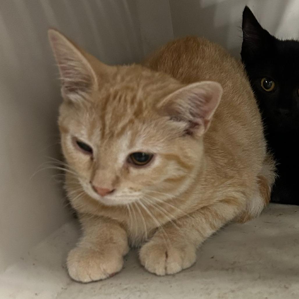 ACON-Stray-11036, Adoptable, Young Female Domestic Short Hair.