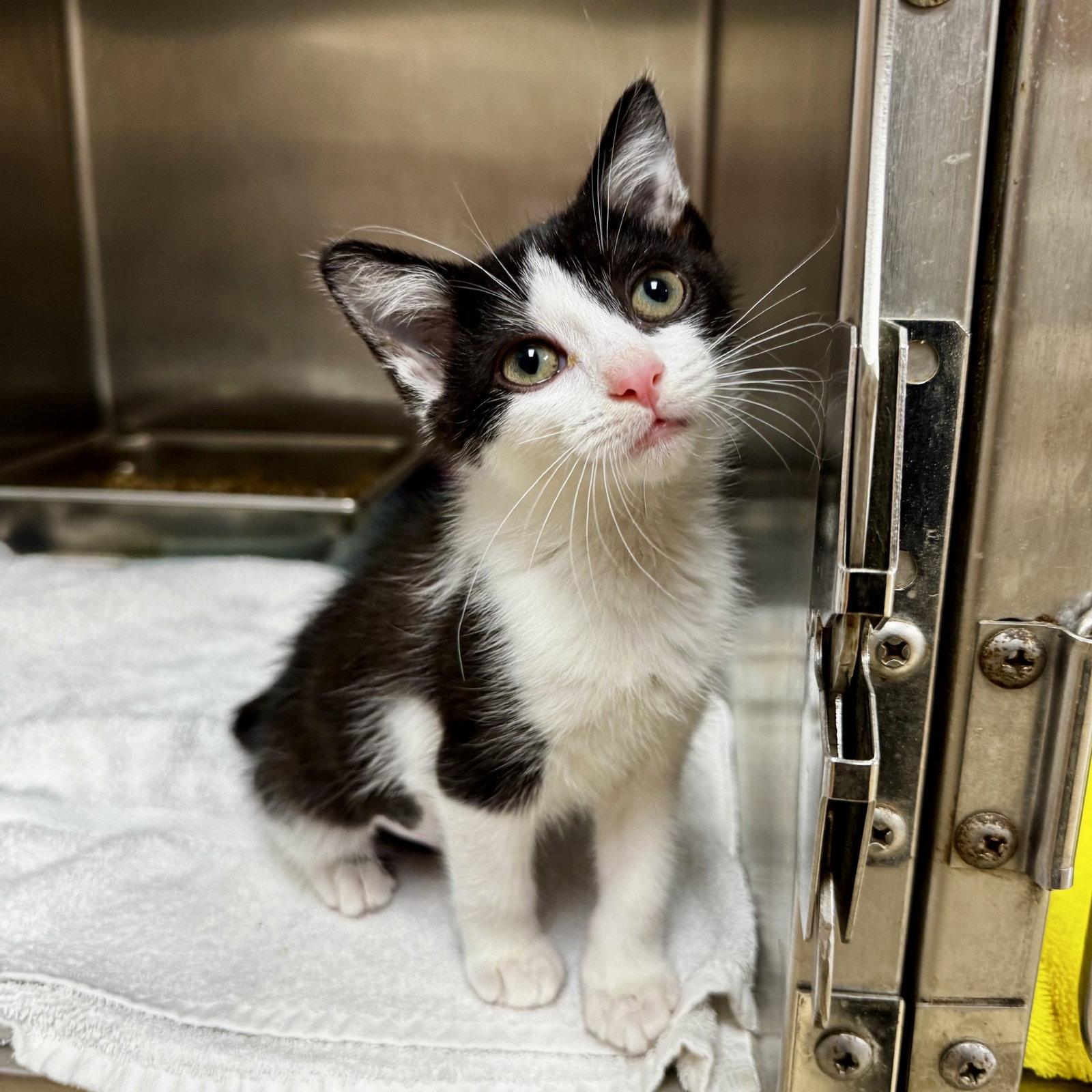 Enlarge Leia, a Adopted Domestic Short Hair in Hilton Head Island, SC image 1/1